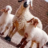 گوسفند دوقلوزا با دوتا  بره نر چرایی