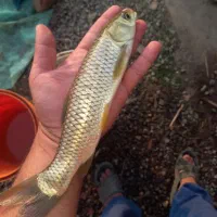 ماهی های گرم آبی/کپور/امور/فیتی فاک/بیگت