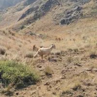 فروش دام زنده.بازدید در محل . اوگانیک