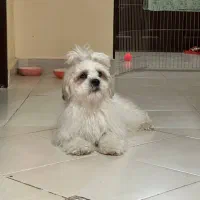 واگذاری سگ شیتزو