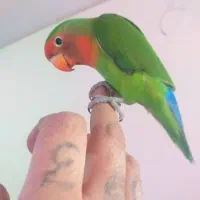 کوتوله جفت،دستی،مولد،معاوضه|پرنده|مشهد, فاطمیه|دیوار