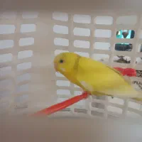 مرغ عشق ماده زرد رنگ