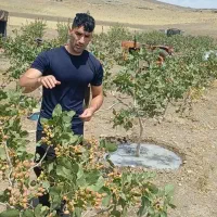 نهال دوسال تا ۵سال میوه و صنوبرکبوده