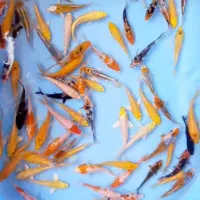 ماهی کوی ارزان|ماهی|شیراز, حافظیه|دیوار