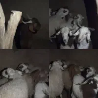 بره و بزغاله فروشی