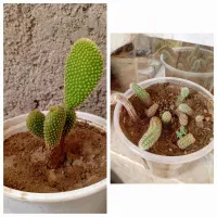 گل و گیاه|گل و گیاه طبیعی|ابهر, |دیوار