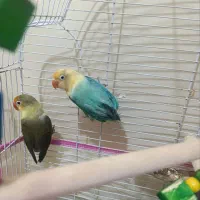 طوطی برزیلی اپلاین رنگ خاص