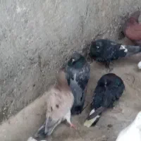 کفتر کبوتر پرشی|پرنده|بندرعباس, |دیوار