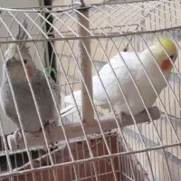 عروس هلندی|پرنده|خرمشهر, |دیوار