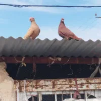 پرنده مرغ کبوتر|پرنده|اندیمشک, |دیوار