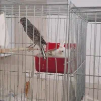 فروش قناری|پرنده|اردکان, |دیوار