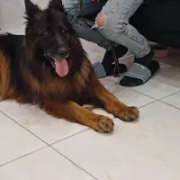 ژرمن شولاین و قفس بزرگ لانه سگ توضیحات بخونید