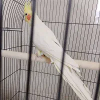 چهار عدد عروس هلندی خوب