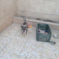 توله پا کوتاه بلژیکی|سگ|آزادشهر, |دیوار