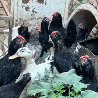 مرغ و خروس گلین