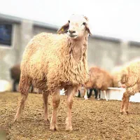 .گوسفند زنده اورگانیک.ب شرط نصفه.خونی|حیوانات مزرعه|مشهد, نوید|دیوار