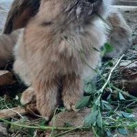 خرگوش لوپی|موش و خرگوش|رفسنجان, |دیوار