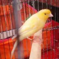 گمشده قناری نر عو،،. ض مم با سهره