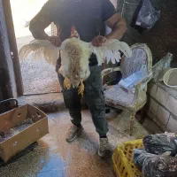 مرغ زنده همراه با پرکنی با بهترین قیمت|حیوانات مزرعه|بیرانوند, |دیوار