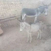 شیر الاغ تازه بهداشتی کاملن ارگانیک