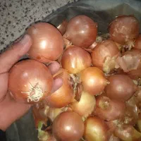 خرید و فروش بذر پیاز زرد