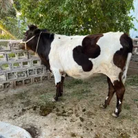 گاو خارجی|حیوانات مزرعه|میناب, |دیوار