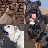 واگذاری سگ‌های نژاد. دار واکسن خورده چل صفت