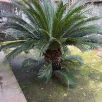 سیکاس بالای ۲۵ سال پا جوش زده