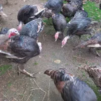 بوقلمون فروش محلی