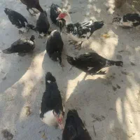 اردک اسرائلی