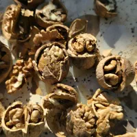 گردو خشک|عمدهفروشی|شیراز, گویم|دیوار