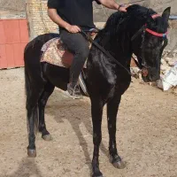 اسب نریون درجه یک|اسب و تجهیزات اسب‌سواری|مشهد, کوی ولیعصر|دیوار