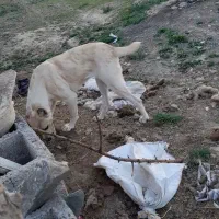 حیوان مزرعه|سگ|تربت جام, معدآباد|دیوار