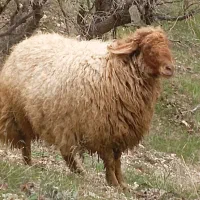 گوسفند و شیشک با قوچ