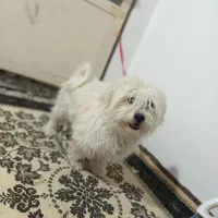 فوروش سگ شیتزو|سگ|شاهین‌شهر, گزبرخوار|دیوار