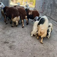 میش وبره پلنگی