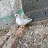 کبوتر کلدوم