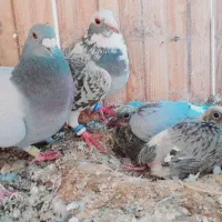 فروش پلاکی اصیل