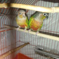 گرینچیک مولد