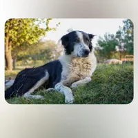 سگ گمشده