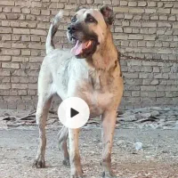 نر سراب گله ایماده افغـ ان|سگ|بافق, |دیوار
