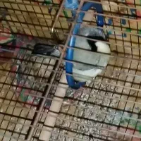 دم زرد مست مست نره