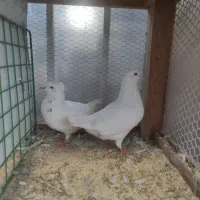 کبوتر و عروس هلندی