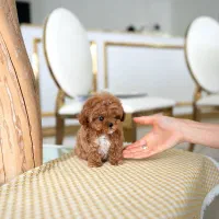 سگ پودل فنجونی نروماده2ماه 3900بی واسطه