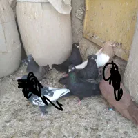 چندتا کبوترفروشی|پرنده|بندر ماهشهر, |دیوار