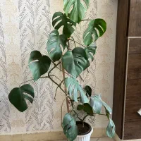 گل طبیعی با قیمت مناسب