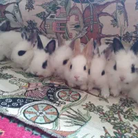 خرگوش کوچولو