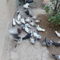 کبوتر پرشی ده عدد|پرنده|قروه, |دیوار