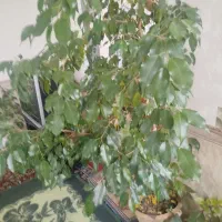 گل بنجامین حدود یک متر ونیم|گل و گیاه طبیعی|میاندوآب, |دیوار