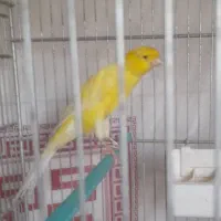 قناری نررسمی بلندمست|پرنده|شاهینشهر, نبوت|دیوار